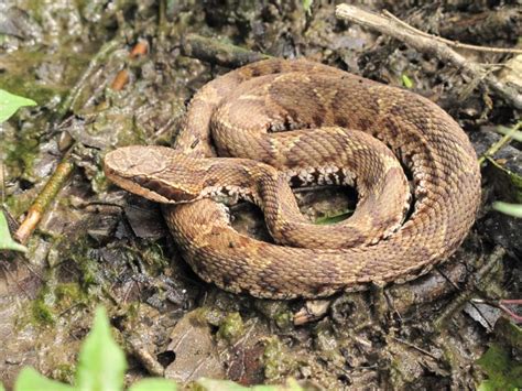 蛇 注意|マムシ・ヤマカガシ（毒ヘビ）にご注意！